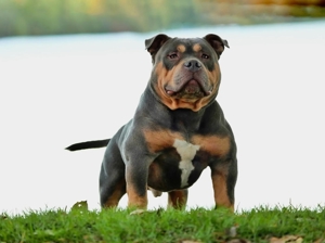 American Bully Deckrüde Benza 