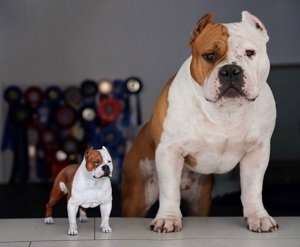 American Bully Deckrüde Muscletone's El Tornado Sohn von Grand Champion Muscletone's Clawd 