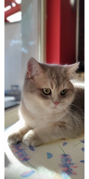 Bkh deckkater Bild 2