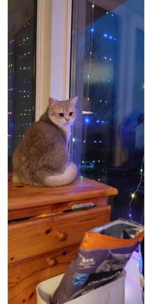 Bkh deckkater Bild 3