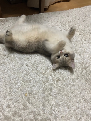 Bkh deckkater Bild 4