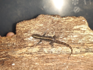 Gonatodes vittatus 1.0 abzugeben Bild 5