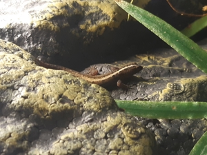 Gonatodes vittatus 1.0 abzugeben Bild 2