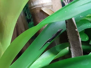 3 Jungferngeckos- Lepidodactylus lugubris Bild 5