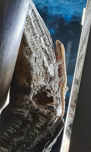 3 Jungferngeckos- Lepidodactylus lugubris Bild 4