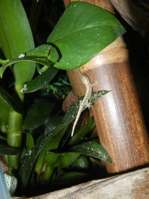 3 Jungferngeckos- Lepidodactylus lugubris Bild 3