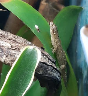 3 Jungferngeckos- Lepidodactylus lugubris Bild 6