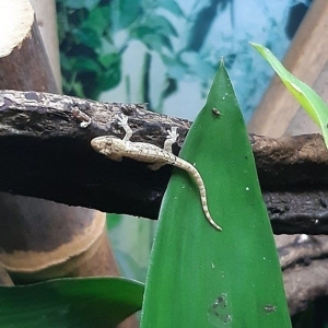 3 Jungferngeckos- Lepidodactylus lugubris Bild 2