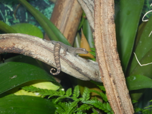 3 Jungferngeckos- Lepidodactylus lugubris