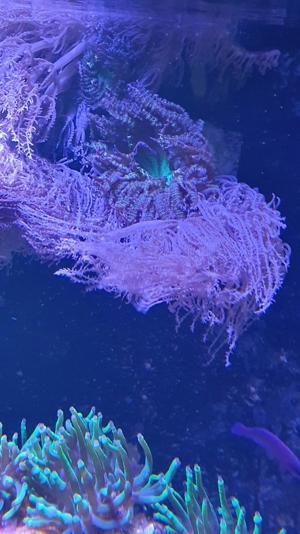 Xxl Sandanemone