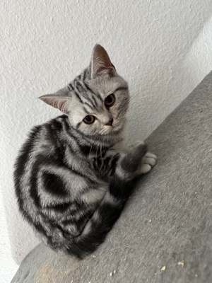 BKH silver tabby kitten whiskas babys 