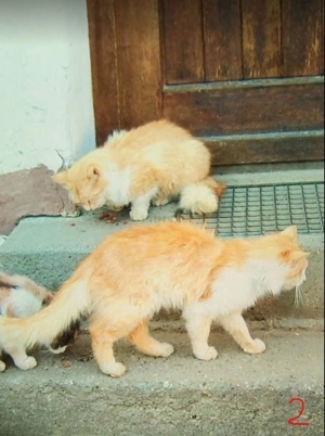 rote und weiße Kater zwischen 2005 bis 2014 verschwunden Bild 8