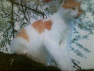 rote und weiße Kater zwischen 2005 bis 2014 verschwunden Bild 3