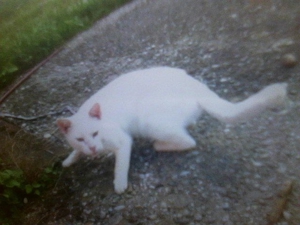 rote und weiße Kater zwischen 2005 bis 2014 verschwunden Bild 6