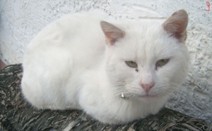 rote und weiße Kater zwischen 2005 bis 2014 verschwunden Bild 7