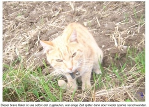 rote und weiße Kater zwischen 2005 bis 2014 verschwunden Bild 4