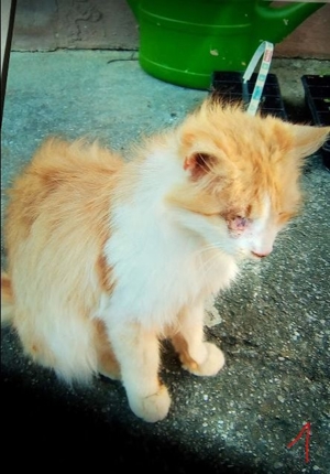 rote und weiße Kater zwischen 2005 bis 2014 verschwunden Bild 5