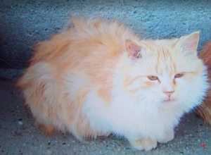 rote und weiße Kater zwischen 2005 bis 2014 verschwunden Bild 2