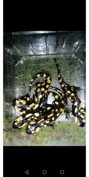 Feuersalamander (salamandra, salamandea) Bild 4