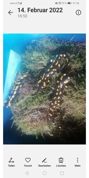 Feuersalamander (salamandra, salamandea) Bild 3