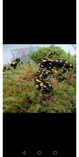 Feuersalamander (salamandra, salamandea) Bild 2