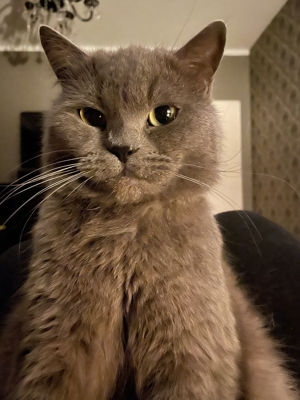 Erfahrene BKH Deckkater