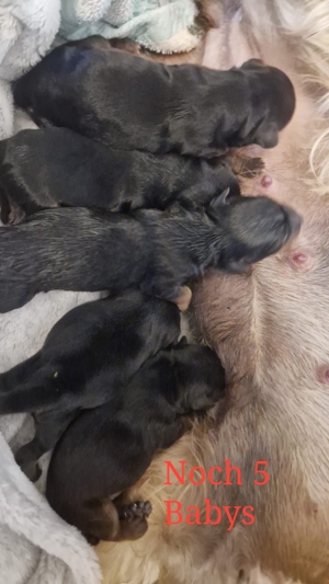 Yorkshire Terrier Dekrüde Bild 5