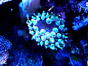 Habe grüne Blasenanemonen und andere Weichkorallen abzugeben  Bild 4