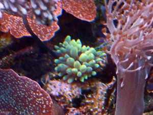 Habe grüne Blasenanemonen und andere Weichkorallen abzugeben  Bild 3
