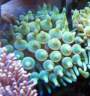 Habe grüne Blasenanemonen und andere Weichkorallen abzugeben  Bild 1