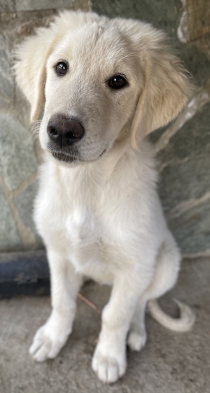 Gamora, geb. ca. 07 2023, lebt in GRIECHENLAND, auf einer privaten Pflegestelle Bild 2