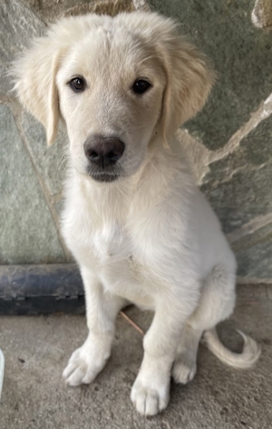 Gamora, geb. ca. 07 2023, lebt in GRIECHENLAND, auf einer privaten Pflegestelle Bild 4