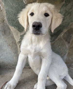 Gamora, geb. ca. 07 2023, lebt in GRIECHENLAND, auf einer privaten Pflegestelle Bild 5