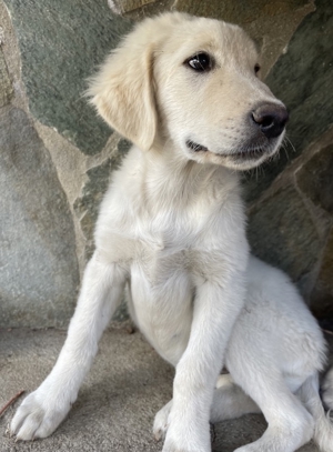 Gamora, geb. ca. 07 2023, lebt in GRIECHENLAND, auf einer privaten Pflegestelle Bild 7