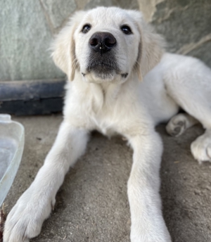 Gamora, geb. ca. 07 2023, lebt in GRIECHENLAND, auf einer privaten Pflegestelle Bild 9