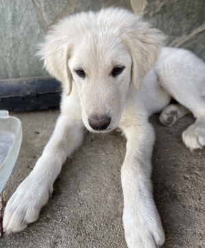 Gamora, geb. ca. 07 2023, lebt in GRIECHENLAND, auf einer privaten Pflegestelle Bild 8