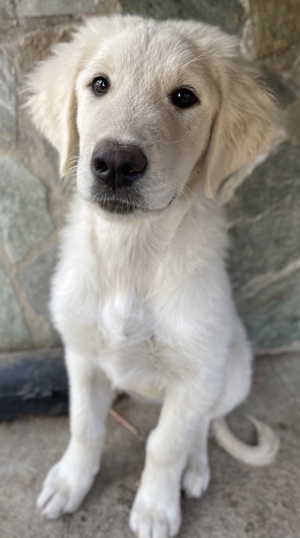 Gamora, geb. ca. 07 2023, lebt in GRIECHENLAND, auf einer privaten Pflegestelle Bild 3