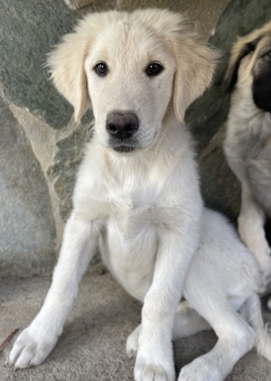 Gamora, geb. ca. 07 2023, lebt in GRIECHENLAND, auf einer privaten Pflegestelle Bild 6