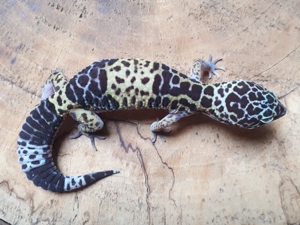 0.3 Eublepharis fuscus 2023 Westindischer Leopardgecko