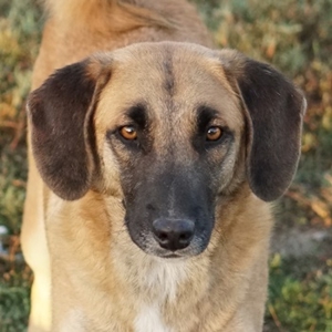 Fritz, geb. ca. 05 2022, lebt in GRIECHENLAND, im städt. Tierheim Serres