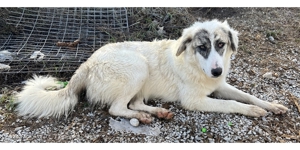 Gerda, geb. ca. 02/2023, lebt in GRIECHENLAND, im städt. Tierheim Serres Bild 26