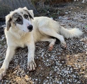 Gerda, geb. ca. 02/2023, lebt in GRIECHENLAND, im städt. Tierheim Serres Bild 11