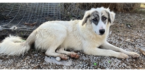 Gerda, geb. ca. 02/2023, lebt in GRIECHENLAND, im städt. Tierheim Serres Bild 27