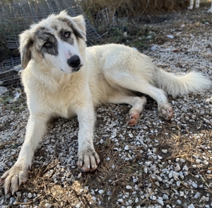 Gerda, geb. ca. 02/2023, lebt in GRIECHENLAND, im städt. Tierheim Serres Bild 14