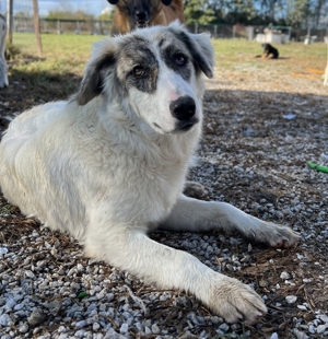 Gerda, geb. ca. 02/2023, lebt in GRIECHENLAND, im städt. Tierheim Serres Bild 3