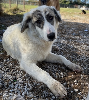 Gerda, geb. ca. 02/2023, lebt in GRIECHENLAND, im städt. Tierheim Serres Bild 7