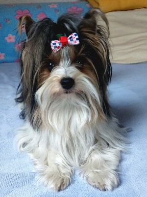 Biewer Yorkshire Terrier Deckrüde  Bild 6