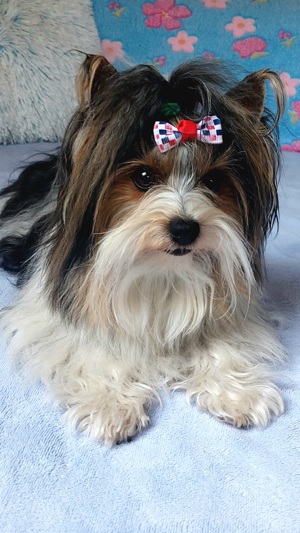 Biewer Yorkshire Terrier Deckrüde  Bild 2