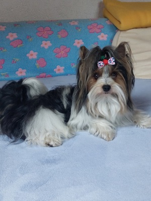 Biewer Yorkshire Terrier Deckrüde  Bild 5