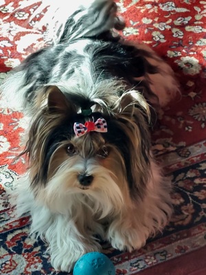 Biewer Yorkshire Terrier Deckrüde  Bild 9